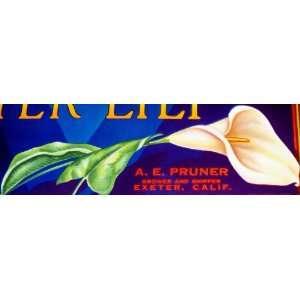    Vintage Calla, Exeter Lily Crate Label, 1950s 