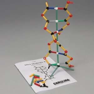 DNA Model Kit A:  Industrial & Scientific
