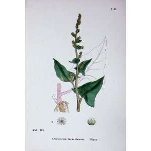  Sowerby Plants C1902 Allgood Chenopodium Henricus