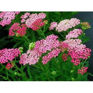  Pink Grapefruit Yarrow   Achillea   Tough as Nails Patio 