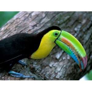  Keel Billed Tucan with Cicada Approaching Nest, Barro Colorado 