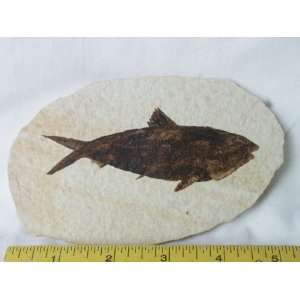  Fish Fossil, 8.44.22 