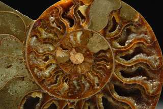 Madegascan Mineralised fossilized Ammonite Fossil  