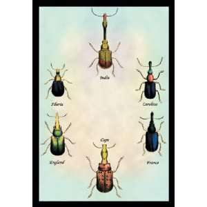  Beetles From Around the World #1 12x18 Giclee on canvas 