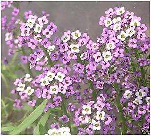 ALYSSUM *Royal Carpet* 200 MG. SEEDS Butterfly Magnet 