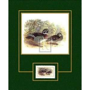 Wood Duck Poster Print