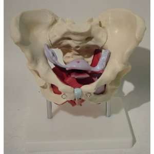  Anatomy Female Pelvis Bone With Muscles and Organs Model 
