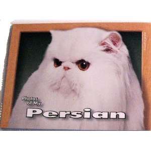  Photos of My White Persian Cat Photo Album Kitchen 