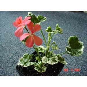  Fancy Leaf Geranium Frank Headly Patio, Lawn & Garden