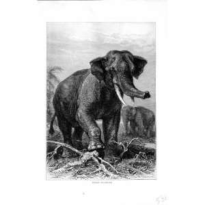  INDIAN ELEPHANT NATURAL HISTORY 1894 WILD ANIMAL PRINT 