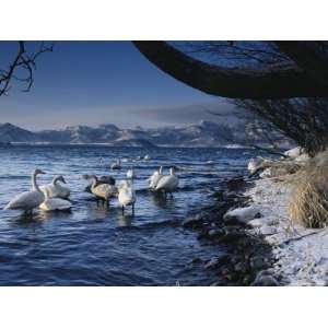 Whooper Swans in Water with Mountain Landscape in Distance 