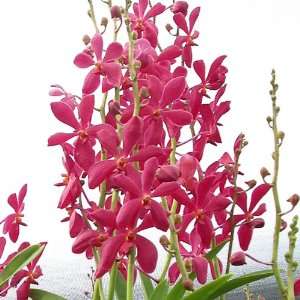 HM04 Orchid Plant Mokara Red Grocery & Gourmet Food