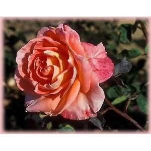 Joyfulness (Rosa Hybrid Tea)   Bare Root Rose: Patio, Lawn 