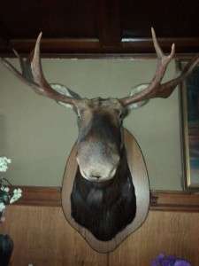 Genuine Moose Head Trophy Mount on Plaque   10 point  