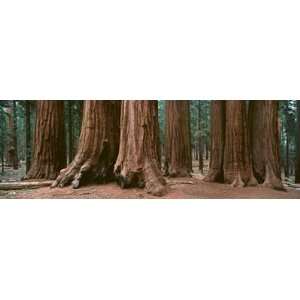  Parker Group, Sequoia National Park, CA Wall Mural