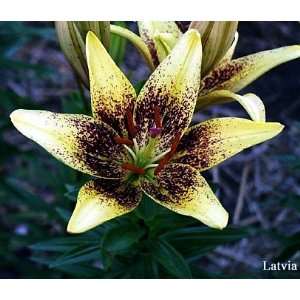  Latvia Asiatic Lily 3 Bulbs Patio, Lawn & Garden