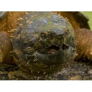  Close up of an Alligator Snapping Turtle, Macroclemys 
