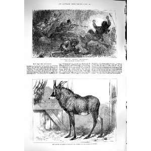   1879 Afghan War Trapping Loose Wallahs Equine Antelope