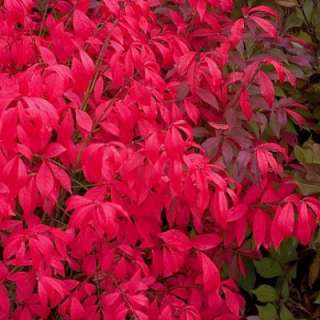  Unforgettable Fire Burning Bush   Euonymus   Compact