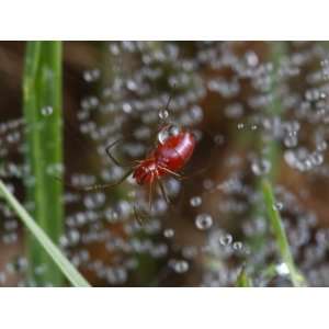  Dwarf Red Spider, Florinda Coccinea, Nestled Among Dew 