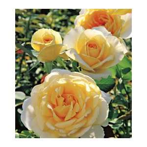  Southern Belle 36 inch Tree Rose