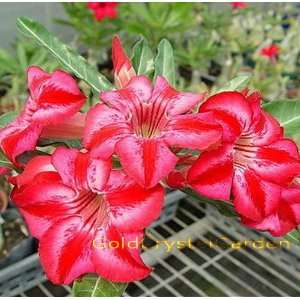   Adenium Desert Rose Furtune Star 3 ~ 4 Years House Plant Bonsai