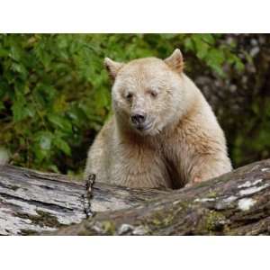 Kermode Spirit Bear, White Morph of Black Bear, Princess Royal Island 