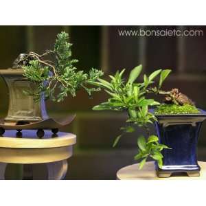 Set of 2 Beginners Bonsai Trees   Indoor and Outdoor Bonsai Trees 