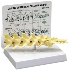  Canine Lumbar Vertebral Column