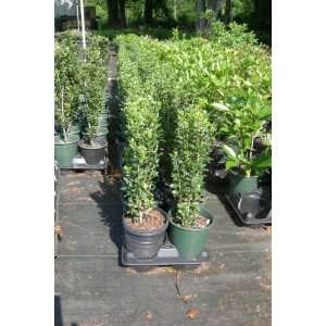  Sky Pencil Holly Trees Skypencil (1 to 2 Year Plants) 12 