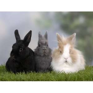  Two Dwarf Rabbits and a Lion Maned Dwarf Rabbit Stretched 