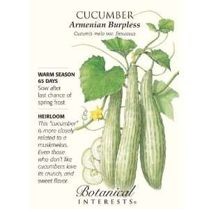  Armenian Burpless Cucumber Seeds   2 grams   Botanical 