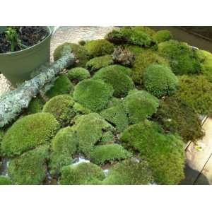   Lichens/Plants for Terrariums Vivariums Garden Patio, Lawn & Garden