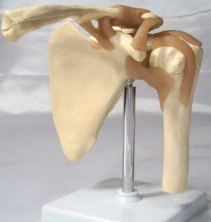 Human shoulder bone muscle joint anatomical model  
