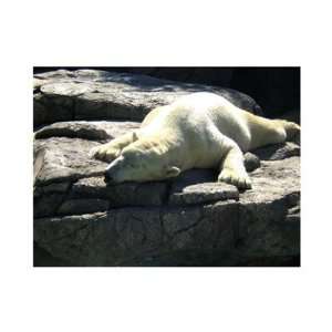  Polar Bear   Time to take five Beautiful MUSEUM WRAP 
