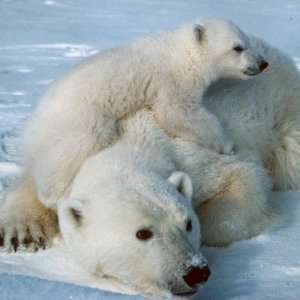    Polar bear with cub Bear Lovers Fridge Magnets: Toys & Games