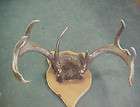 DH3 Massive thick Minnesota Whitetail buck deer antlers