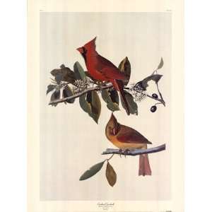  John Woodhouse Audubon Cardinal Grosbeak 20x27 Poster 