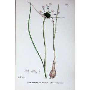   Plant C1902 Field Garlic Allium Oleraceum Flower