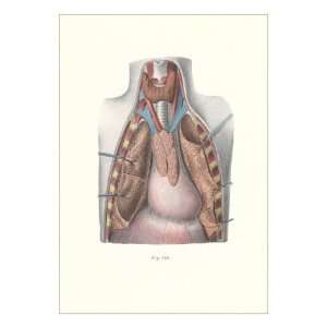  Autopsy of Chest Cavity Giclee Poster Print, 24x32