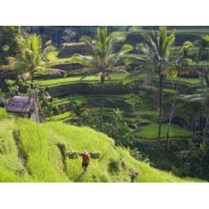  Man in Rice Fields, Nr Ubud, Bali, Indonesia Photographic 
