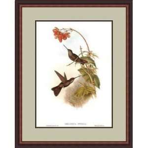  Coeligena Typica/Hummingbirds by John Gould   Framed 