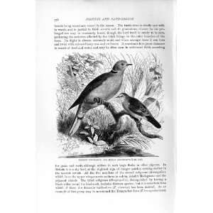   NATURAL HISTORY 1895 TURTLE DOVE AFRICAN GROUND BIRDS
