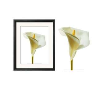  Framed White Lily