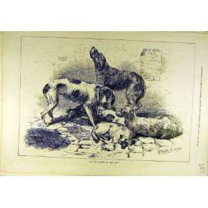  1878 Dog Pound Stray Dogs Hounds Old Print