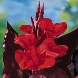  King Humbert Red Canna 2 Roots   Bronze Foliage Patio 