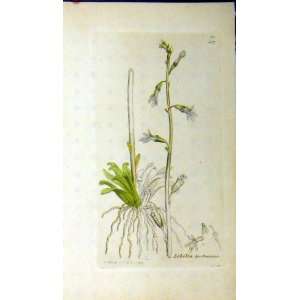   1793 Sowerby Botanical Print Lobelia Dortmanna Plant