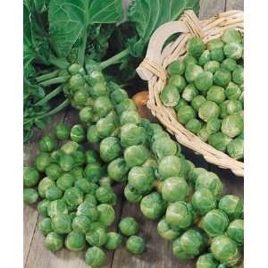    Long Island Improved Brussels Sprouts Seeds