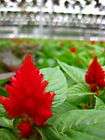 TOREADOR CELOSIA~Seed~​~~~~Outstandin​g Cockscomb