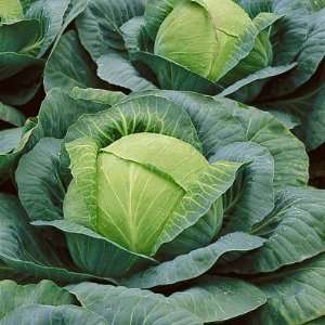  Heirloom Copenhagen Market Cabbage Seeds: Patio, Lawn 
